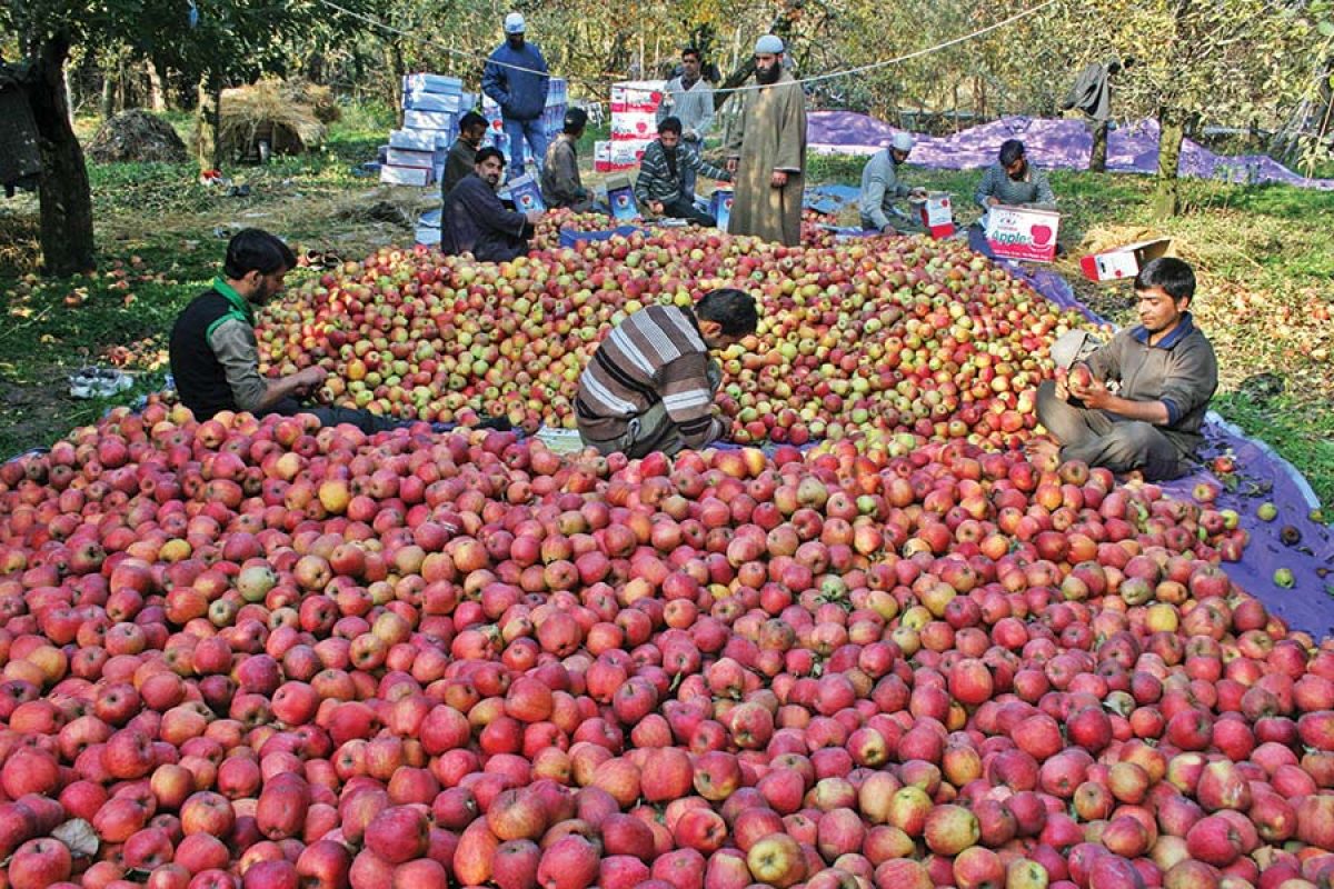 kashmir-traders-claim-duty-free-iranian-apples-causing-heavy-losses